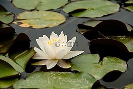 水,蓮花,水生植物