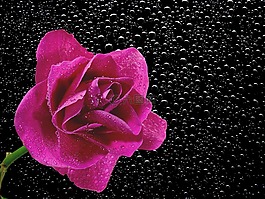 開(kāi)花,花,性質(zhì)