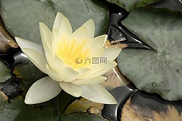 水,蓮花,水生植物
