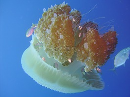水下的水,海蜇,水