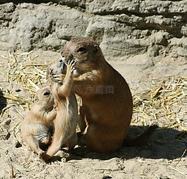 草原土撥鼠,動物園,小動物