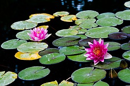 水,蓮花,水生植物
