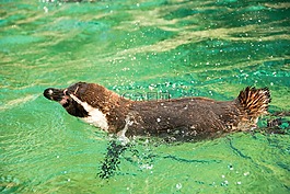 企鵝,甜,動物
