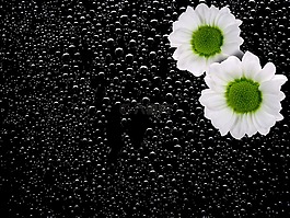 開(kāi)花,花,性質(zhì)