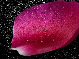 開花,花,花瓣