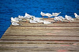 海鷗,湖,鳥