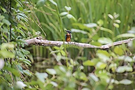翠鳥,鳥,清潔