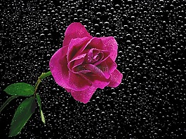 開花,花,廠