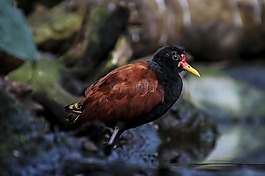 rotstirn jassana,鸟,涉禽