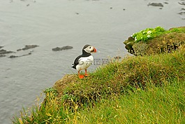 冰島,海雀,鳥