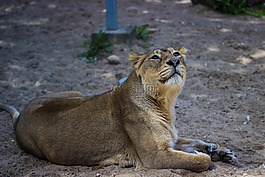 獅子,野生動物,自然