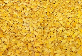 银行叶,树叶,秋季