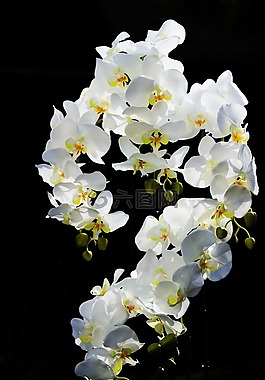 蘭花,花卉