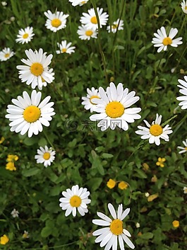 雏菊,草地,夏季