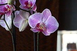蘭花,花,春