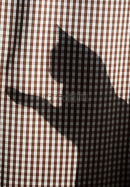 影子,貓,窗簾