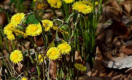 森林蒲公英,開(kāi)花,春天