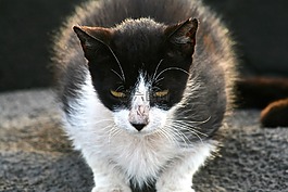 貓,動物,晶須
