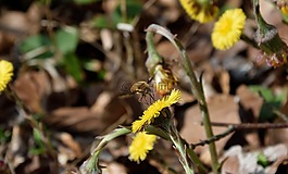 森林蒲公英,開(kāi)花,春天