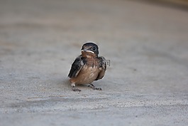 鳥,嬰兒,鳥嘴