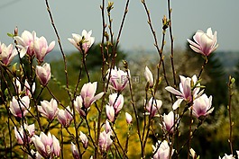 玉蘭,鮮花,春天