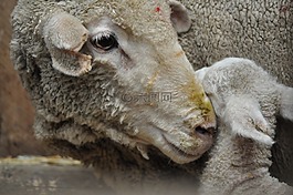 羊肉,羊,動物