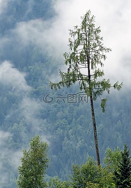 樹,木,性質(zhì)