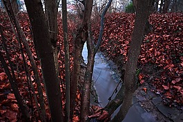 樹(shù),木,葉子