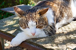 猫,夏季,村