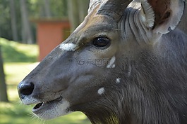 gnu,動物,非洲
