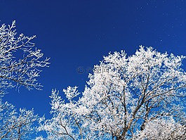 霜,凍霧,樹