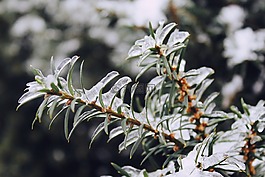 針葉樹,針,樹