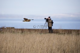 短耳鸮,貓頭鷹,鳥