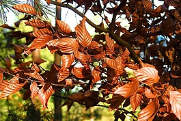 干葉,性質(zhì),冬季