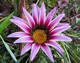 雜色菊,花,粉紅色