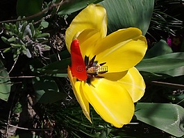 郁金香,黃色,開花