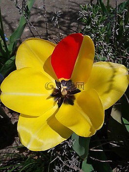 郁金香,開花,黃色