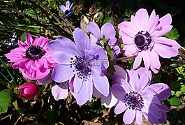 银莲花,鲜花,春
