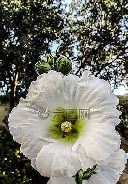 花,白,花園