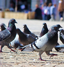 鳥,性質,動物