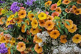 鮮花,jardiniere,性質(zhì)