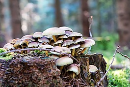 森林,秋季,蘑菇