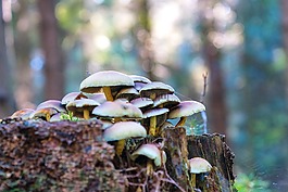 森林,秋季,蘑菇