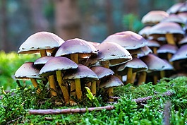 森林,秋季,蘑菇