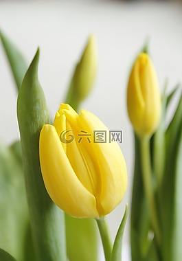 郁金香,復(fù)活節(jié),春天