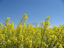 油菜,鮮花,字段