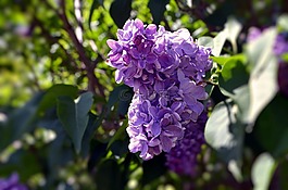紫色,花,花的