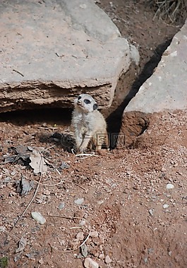 獴,動物園,性質(zhì)