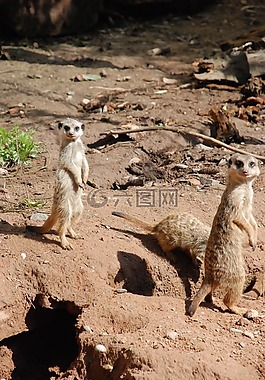 獴,動(dòng)物園,動(dòng)物