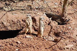 獴,動(dòng)物園,動(dòng)物